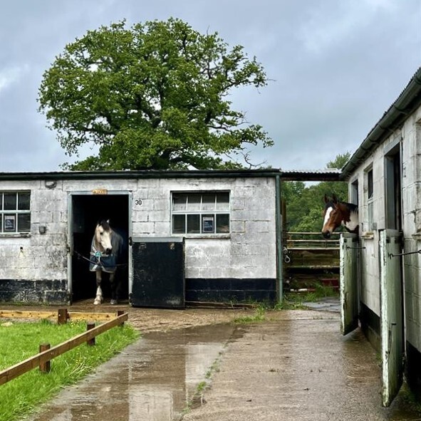 Horses