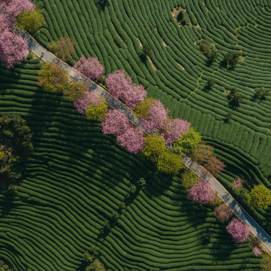 Coaching Solutions for Organisations